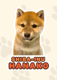 Shiba Inu Hanako*a45*