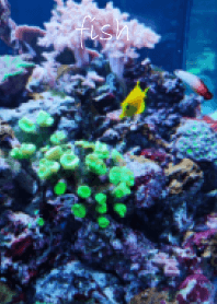 great house for fish