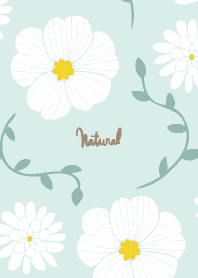 White flowers ivy 2 from Japan