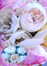 My garden, My rose_Brand Pierre de R