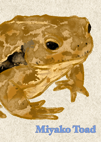 Miyako Toad
