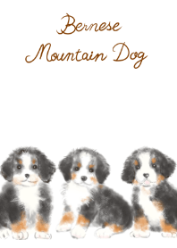 バーニーズマウンテンドッグ