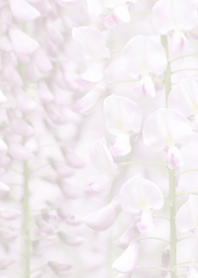 Wisteria flower Theme 4