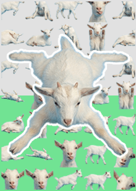 小山羊 白綠色
