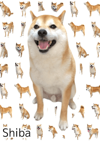 shibainu and daily life 11