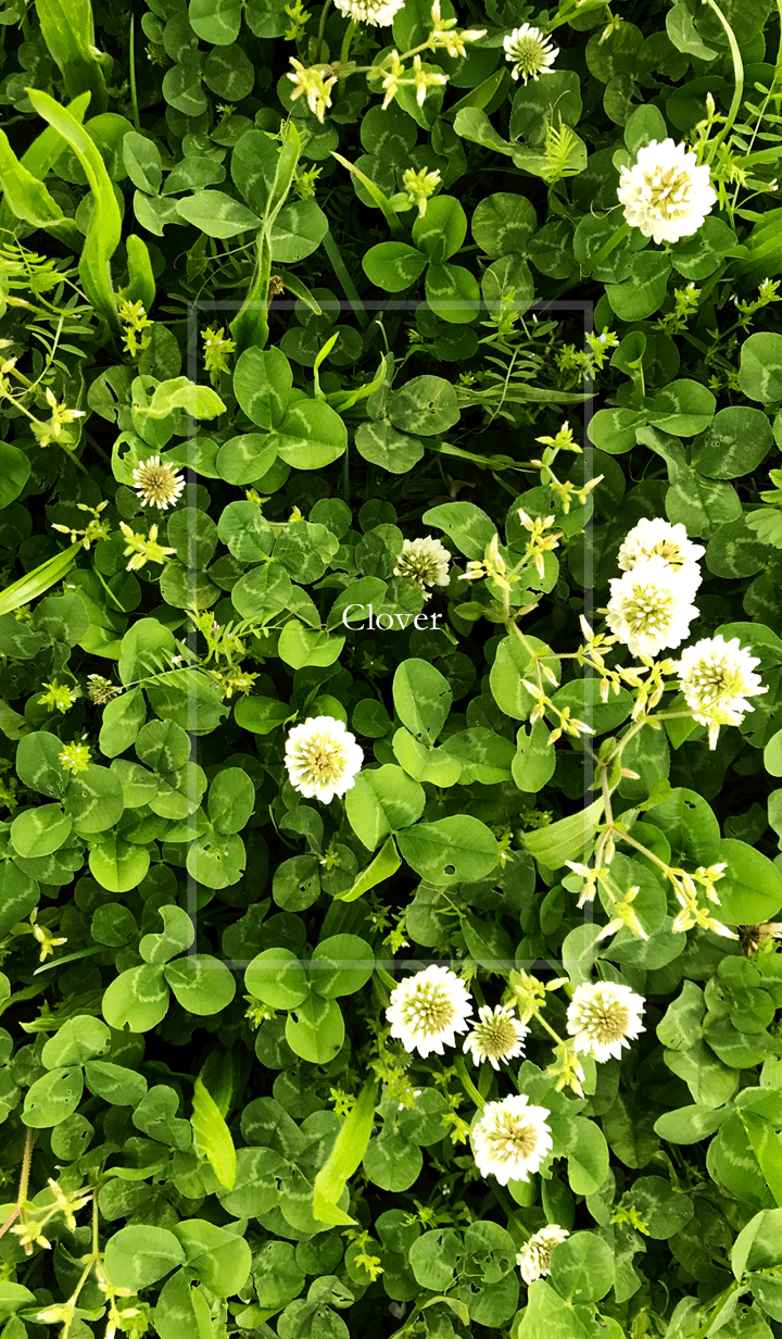 Clover and Wild flowers