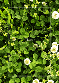 Clover and Wild flowers