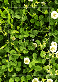 クローバーと野に咲く花