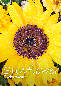 Sunflower summer flower