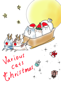 Various cats Christmas.