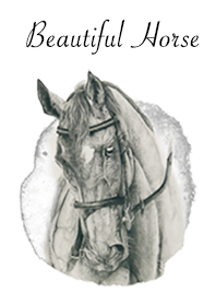 Beautiful Horse6