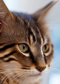 Nyanko Great Runaway#babvaj012