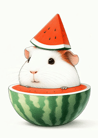 여름 더위 속 수박을 즐기는 기니피그