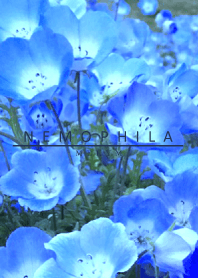 NEMOPHILA-Flower 2