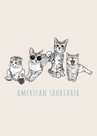 american shorthair1 / cream