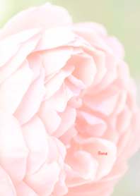 Rose Theme 47