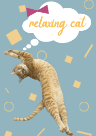 伸びをしているねこ