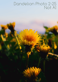 Dandelion Photo 2-25Not AI