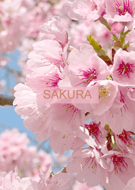 Spring is almost here. SAKURA.53