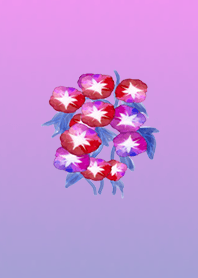 アサガオの幸運ピンクレッド