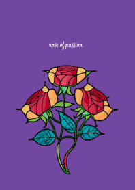 rose of passion on purple