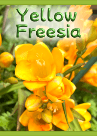 Yellow Freesia Theme (Green) [Photo]