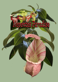 Nepenthes Paradise
