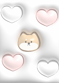 Fluffy Shiba Inu 01_1