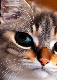 Nyanko Great Runaway#bbjam1926.