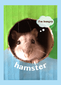 Every day with the hamster!
