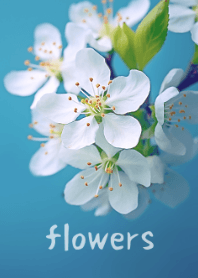 Beautiful Flower Series #1