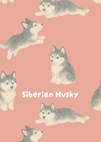 Round Siberian Husky2 on pink & blue