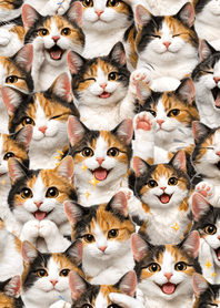 น่ารัก! แมวสามสี