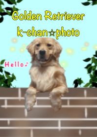 GorldenRetrever K.Photo.Hello.