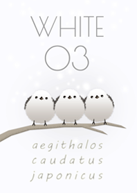 Aegithalos caudatus japonicus/White 03v2