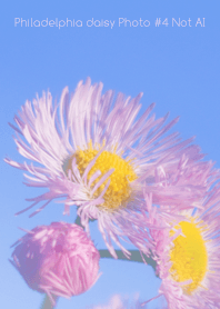 Philadelphia daisy Photo #4-8 NotAI