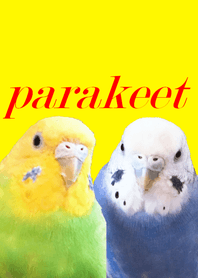 セキセイインコの日常