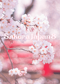 Sakura Japan 8