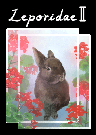 rabbit with geranium flowers jp