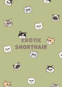 exoticshorthair2 - green