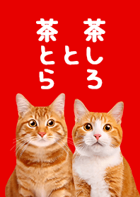 Chatora and Chashiro Cat - Red