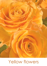 Yellow flowers-hisatoto 25