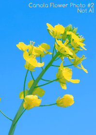 Canola Flower Photo #2-13 NotAI