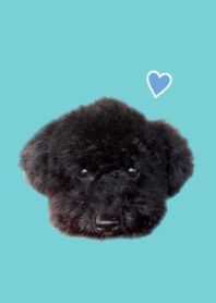 Black toypoodle is very cute!