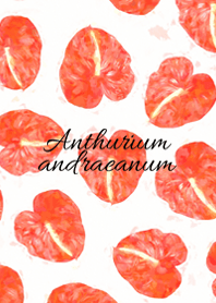 Anthurium andraeanum