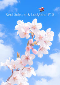 Real Sakura & Ladybird#1-5