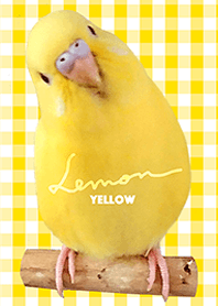 budgerigar Lemon "Checked Yellow"