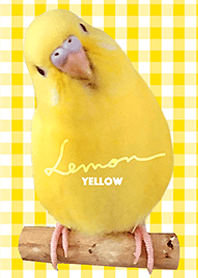 セキセイインコ レモン "チェックイエロー"