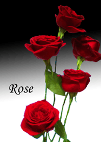華麗和紅色的玫瑰。