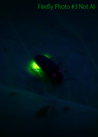 Firefly Photo #3-11 NotAI
